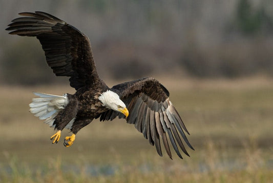 Cross Stitch | Bald Eagle - Bald Eagle Above Brown Frield - Cross Stitched