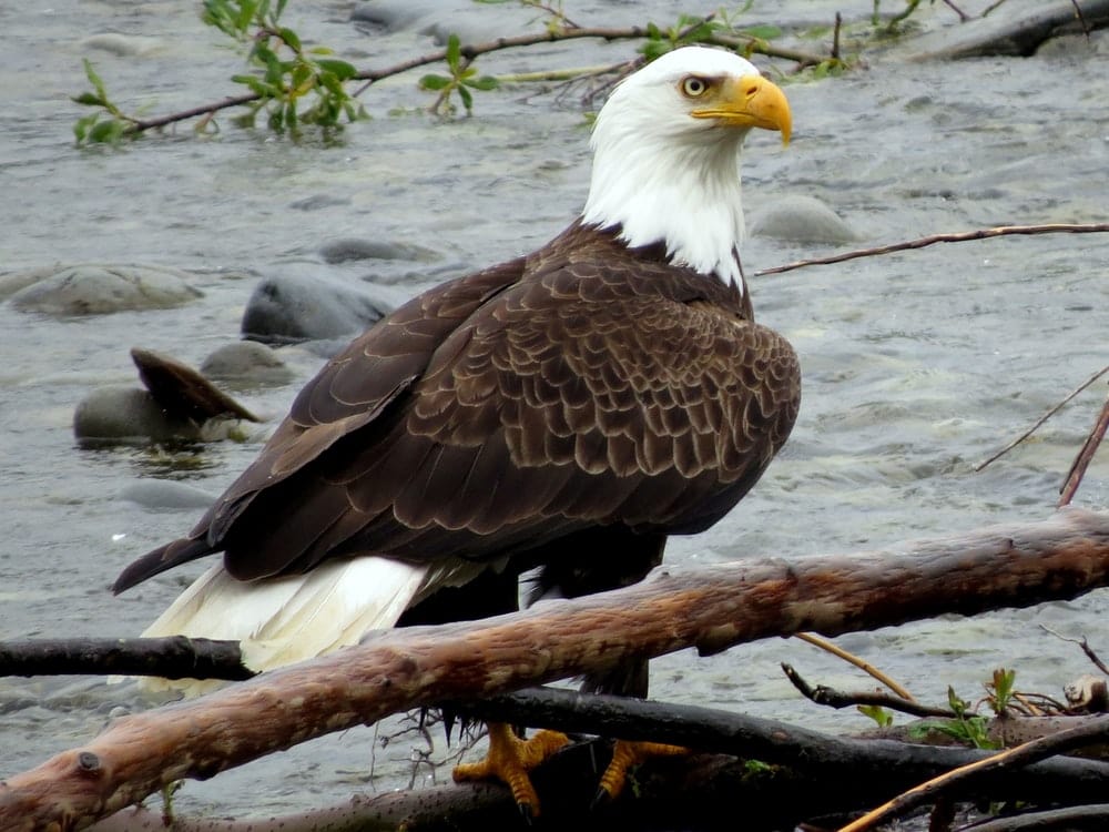 Cross Stitch | Bald Eagle - Bald Eagle On Brown Tree Branch In Water During Daytime - Cross Stitched