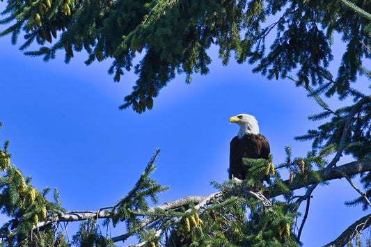 Cross Stitch | Bald Eagle - Bald Eagle On Tree Branch During Daytime - Cross Stitched