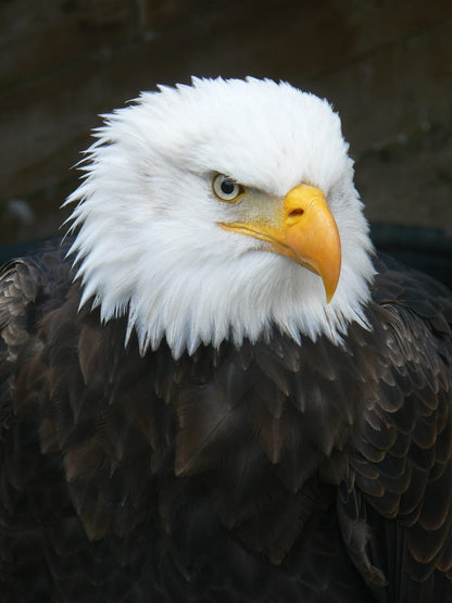 Cross Stitch | Bald Eagle - Black And White Eagle In Close Up Photography - Cross Stitched