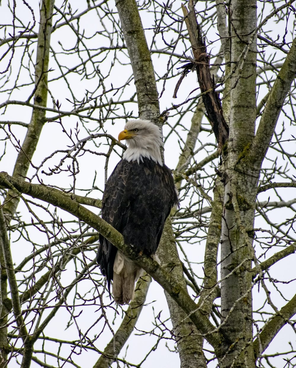 Cross Stitch | Bald Eagle - Black And White Eagle On Brown Tree Branch During Daytime - Cross Stitched