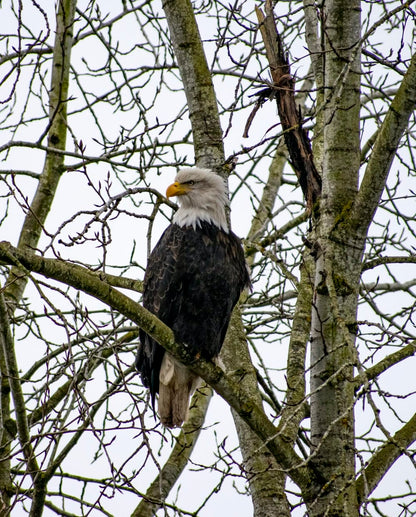 Cross Stitch | Bald Eagle - Black And White Eagle On Brown Tree Branch During Daytime - Cross Stitched