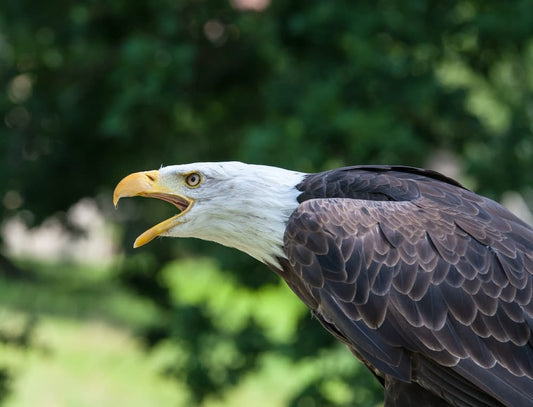 Cross Stitch | Bald Eagle - Black Bald Eagle - Cross Stitched