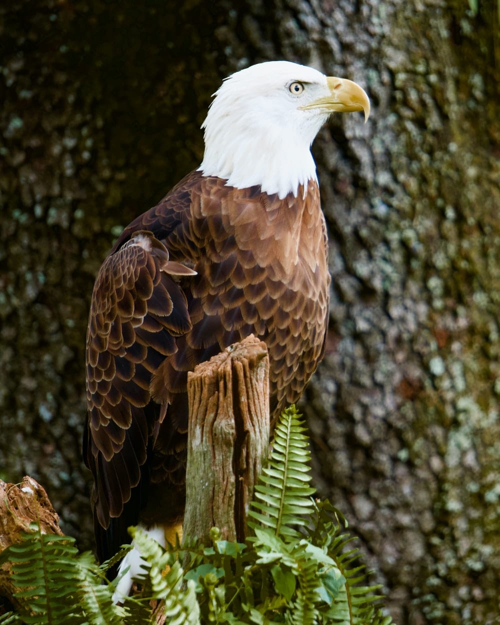 Cross Stitch | Bald Eagle - Brown And White Eagle On Brown Tree Branch - Cross Stitched