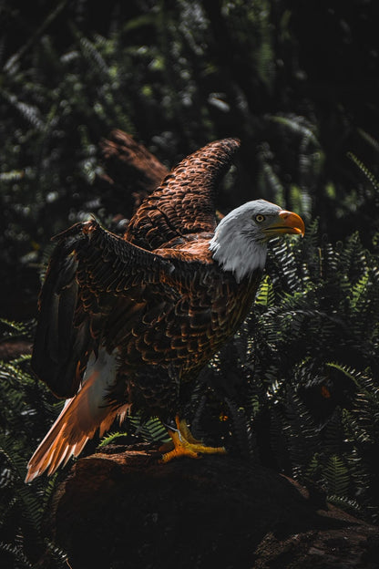 Cross Stitch | Bald Eagle - Brown And White Eagle On Tree Branch During Daytime - Cross Stitched