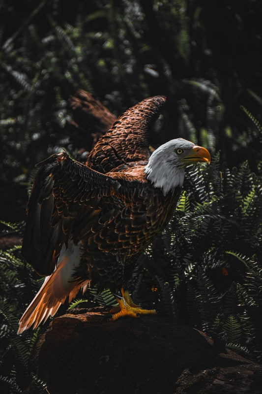 Cross Stitch | Bald Eagle - Brown And White Eagle On Tree Branch During Daytime - Cross Stitched