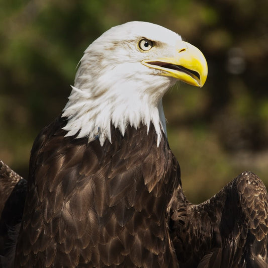 Cross Stitch | Bald Eagle - Macro Photography Of Bald Eagle - Cross Stitched