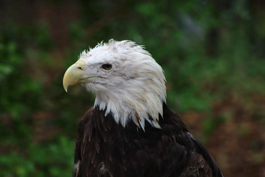 Cross Stitch | Bald Eagle - White And Black Eagle In Tilt Shift Lens - Cross Stitched