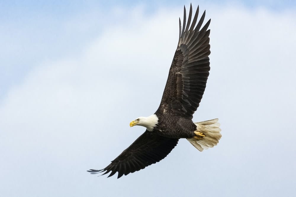 Cross Stitch | Bald Eagle - White And Brown Bald Eagle - Cross Stitched