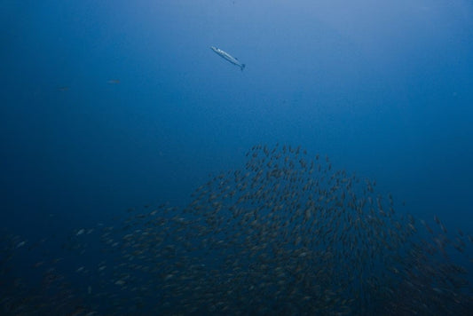 Cross Stitch | Barracuda - Underwater Photography Of School Of Fish - Cross Stitched