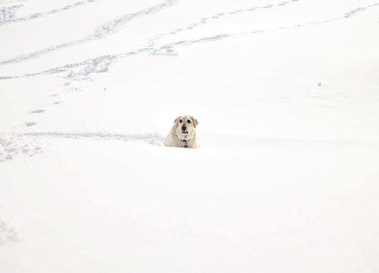 Cross Stitch | Basset Hound - Adult Yellow Labrador Retriever On Snow During Daytime - Cross Stitched