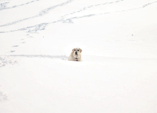 Cross Stitch | Basset Hound - Adult Yellow Labrador Retriever On Snow During Daytime - Cross Stitched