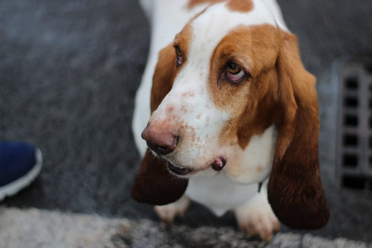 Cross Stitch | Basset Hound - Basset Hound On Pavement - Cross Stitched