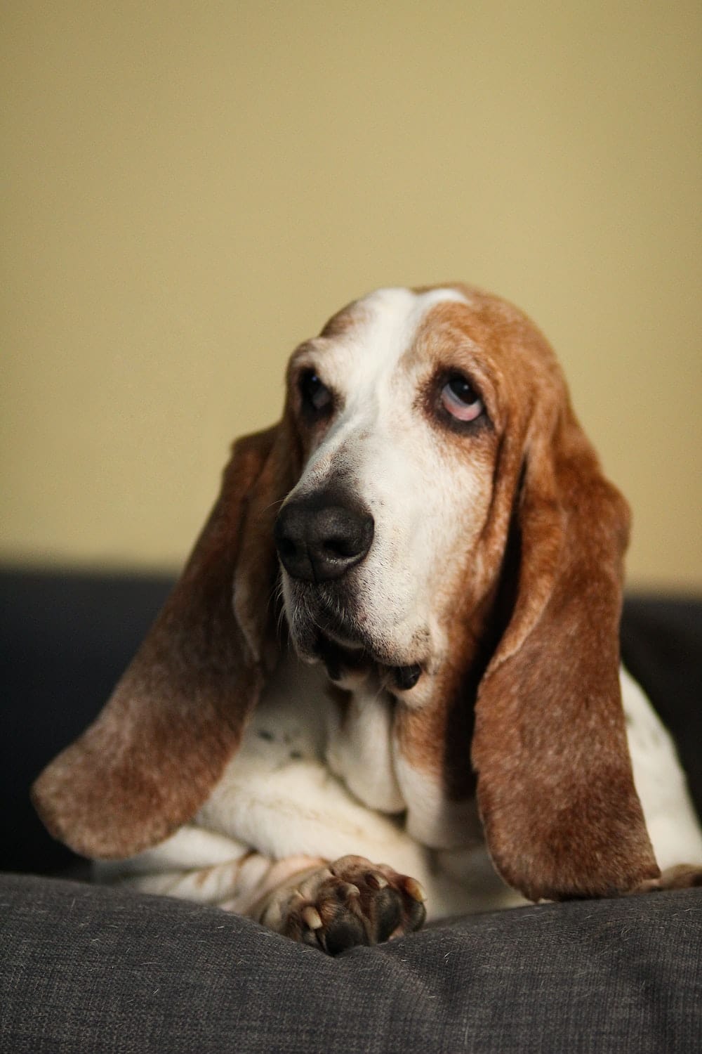 Cross Stitch | Basset Hound - Bassethound Lying On Sofa - Cross Stitched