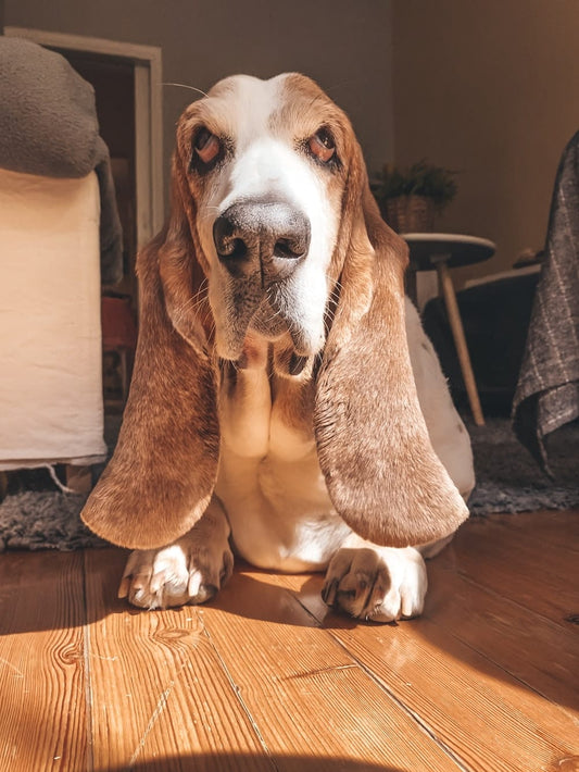 Cross Stitch | Basset Hound - Brown And White Dog On Brown Sofa - Cross Stitched