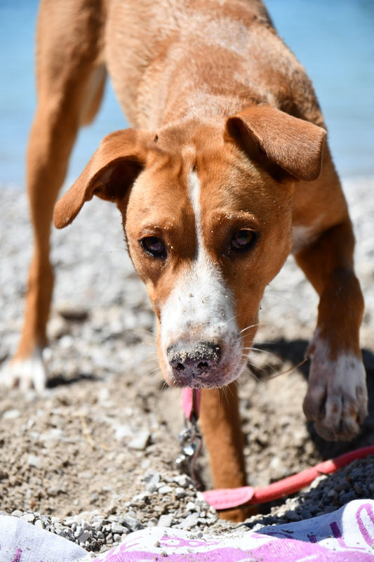 Cross Stitch | Basset Hound - Brown And White Short Coated Dog On Gray Sand During Daytime - Cross Stitched