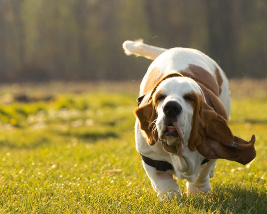 Cross Stitch | Basset Hound - Brown And White Short Coated Dog On Green Grass Field During Daytime - Cross Stitched