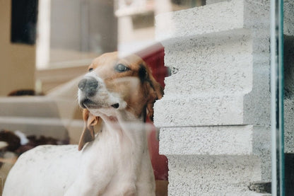 Cross Stitch | Basset Hound - Short-Coated White And Tan Dog Close-Up Photography - Cross Stitched