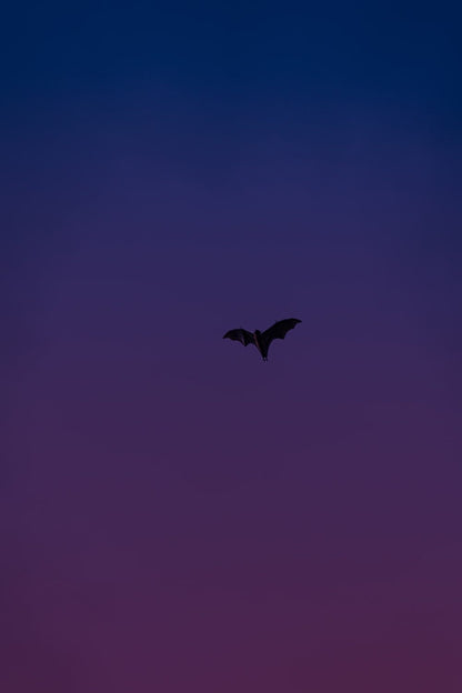 Cross Stitch | Bat - Black Bird Flying In The Sky - Cross Stitched