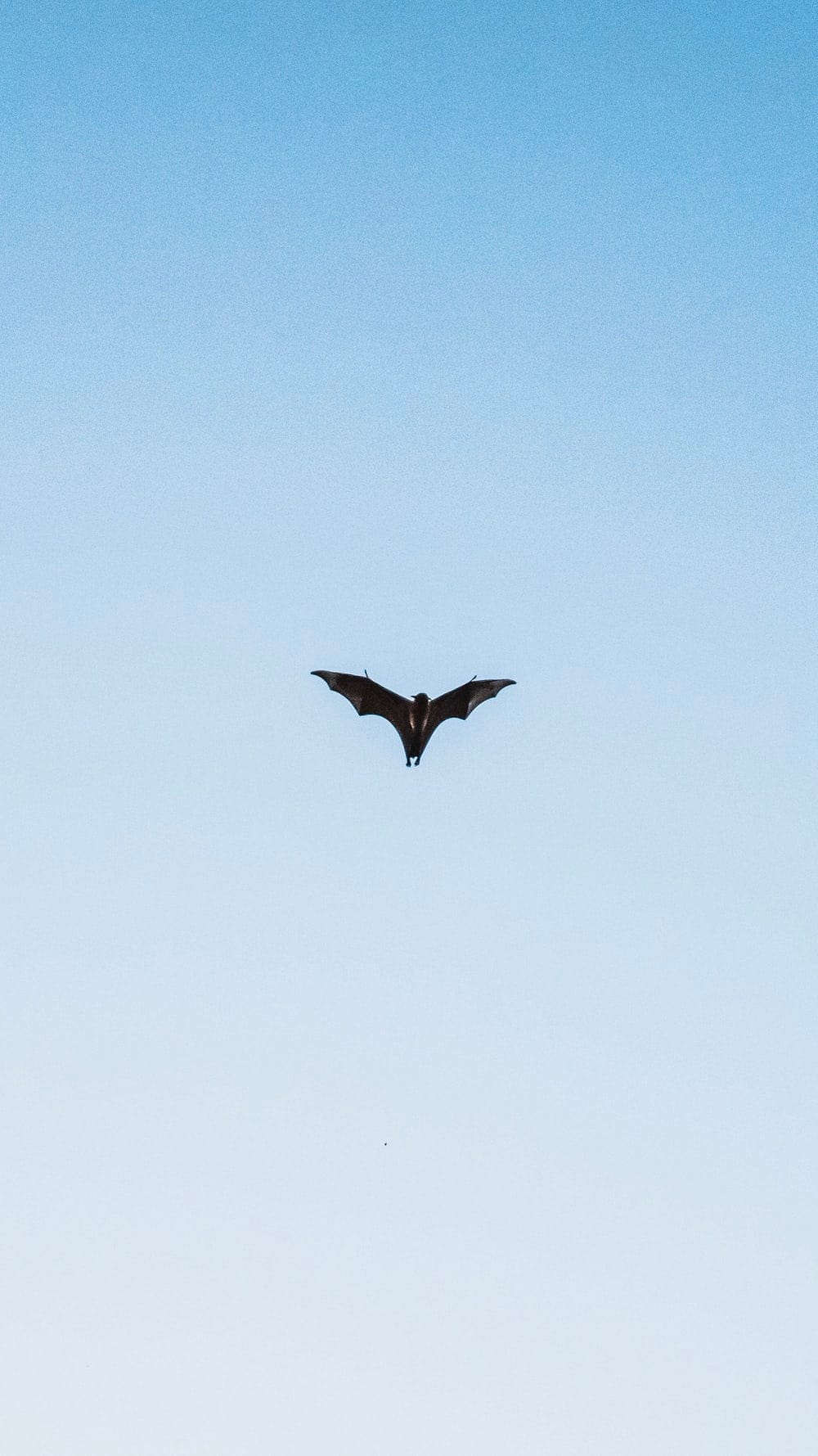 Cross Stitch | Bat - Black Bird Flying Under Blue Sky During Daytime - Cross Stitched