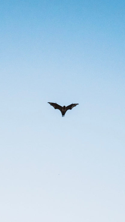 Cross Stitch | Bat - Black Bird Flying Under Blue Sky During Daytime - Cross Stitched