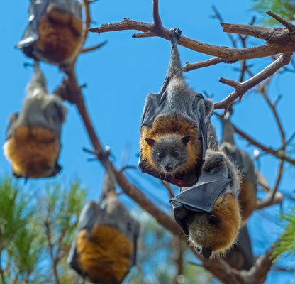 Cross Stitch | Bat - Brown And Gray Squirrel On Brown Tree Branch During Daytime - Cross Stitched