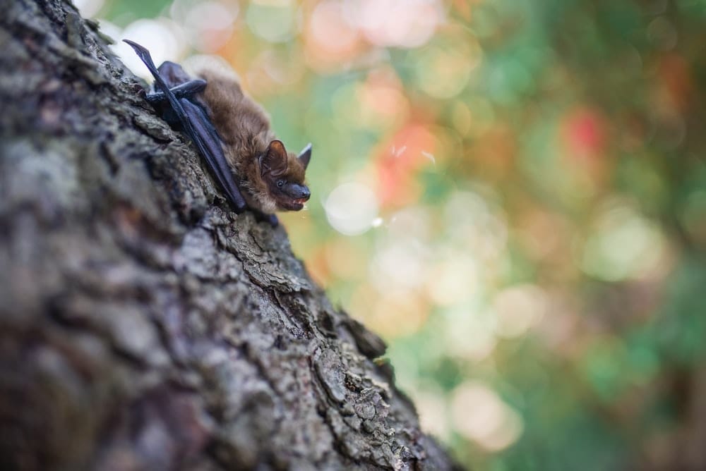 Cross Stitch | Bat - Brown Bat On Tree Trunk In Selective Focus Photography - Cross Stitched