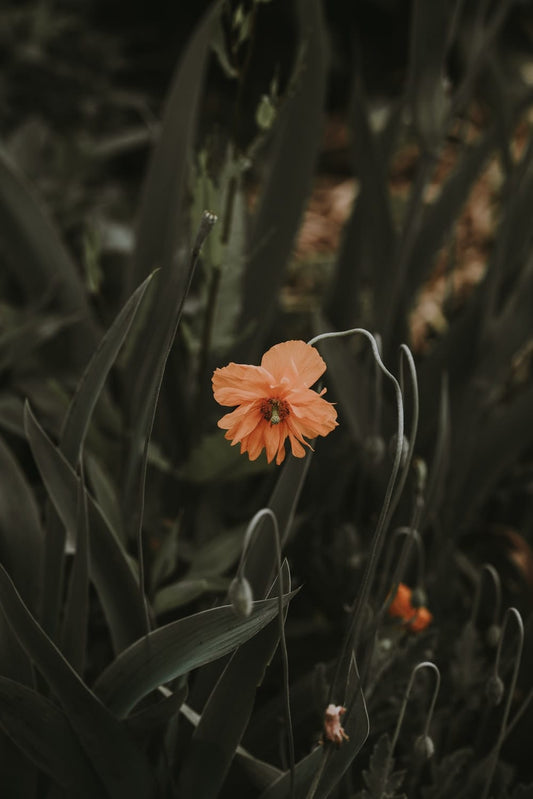 Cross Stitch | Bat - Selective Focus Of Pink Petaled Flower - Cross Stitched