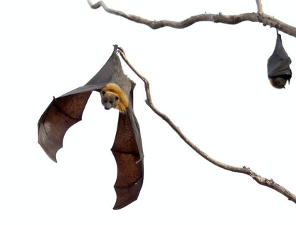 Cross Stitch | Bat - Two Brown-And-Black Bats On Brown Wood Branches - Cross Stitched