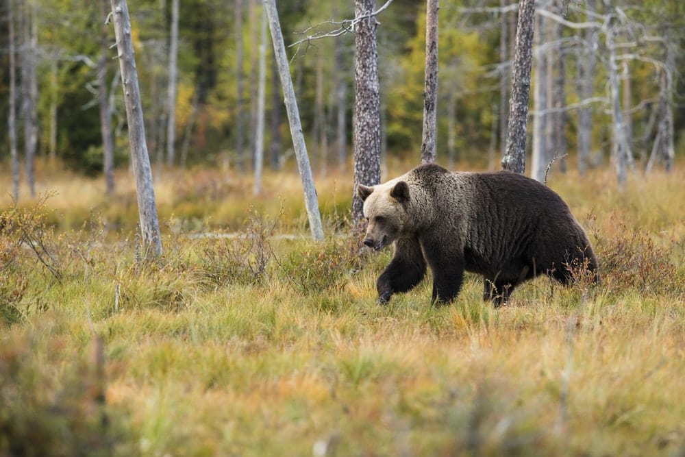 Cross Stitch | Bear - Black Bear Near Trees - Cross Stitched