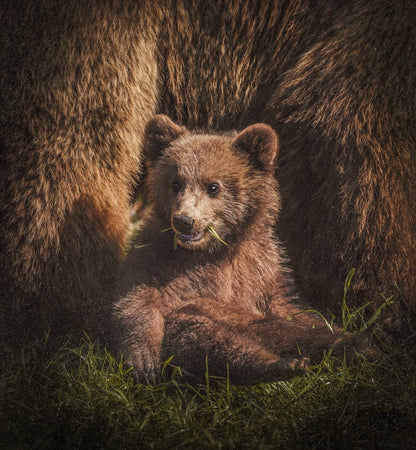 Cross Stitch | Bear - Brown Bear On Focus Photography - Cross Stitched