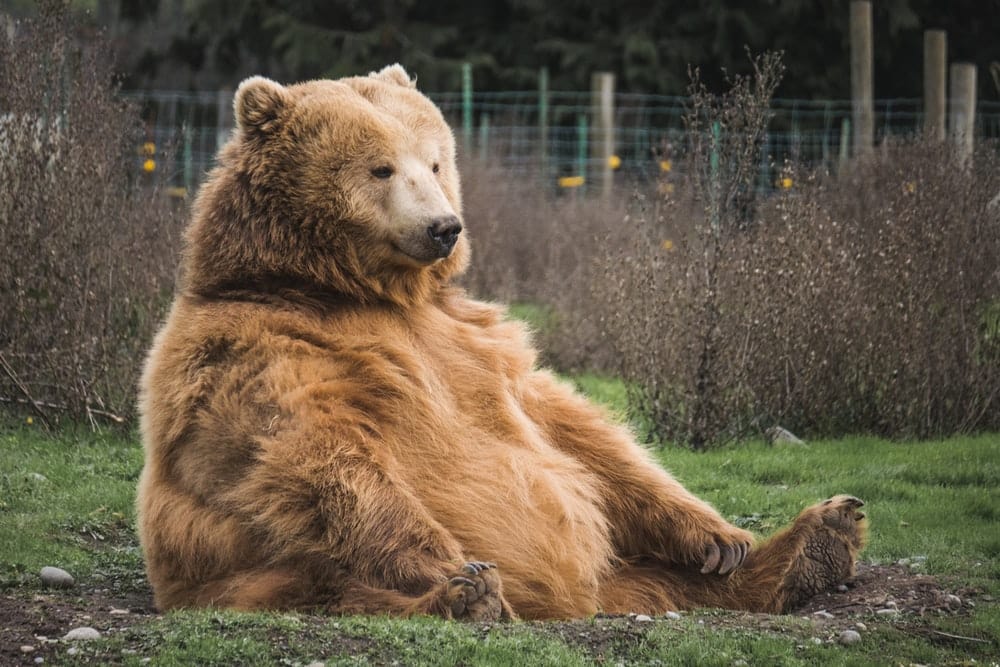Cross Stitch | Bear - Brown Bear Sitting On Grass Field - Cross Stitched