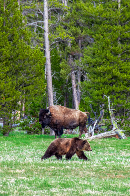 Cross Stitch | Bear - Brown Bison Standing Near Brown Grizzly Bear - Cross Stitched