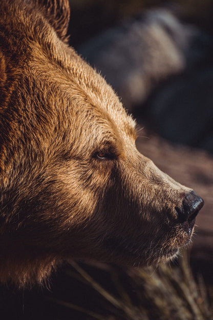 Cross Stitch | Bear - Closeup Photography Of Brown Bear - Cross Stitched