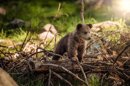Cross Stitch | Bear - Wildlife Photography Of Brown Bear Cub - Cross Stitched