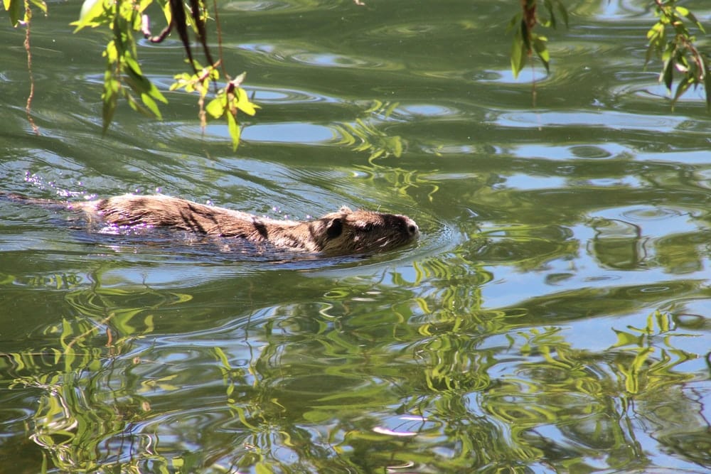 Cross Stitch | Beaver - Brown And Black Animal On Water - Cross Stitched