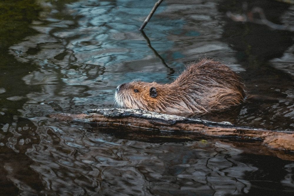 Cross Stitch | Beaver - Brown And White Animal In Water - Cross Stitched