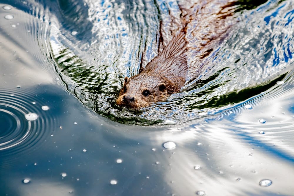 Cross Stitch | Beaver - Brown Animal On Body Of Water - Cross Stitched