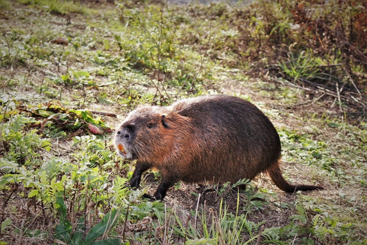 Cross Stitch | Beaver - Brown Capybara - Cross Stitched