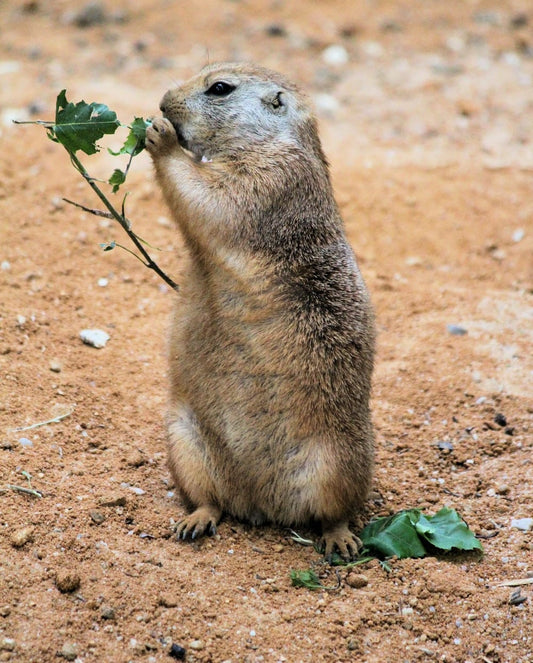 Cross Stitch | Beaver - Brown Prairie Dog Eating Green Leaf - Cross Stitched