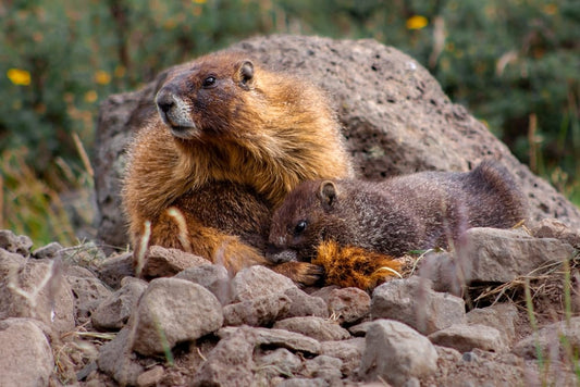 Cross Stitch | Beaver - Brown Rodent On Gray Rock During Daytime - Cross Stitched