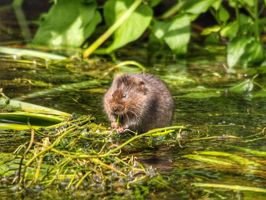 Cross Stitch | Beaver - Brown Rodent On Green Grass - Cross Stitched