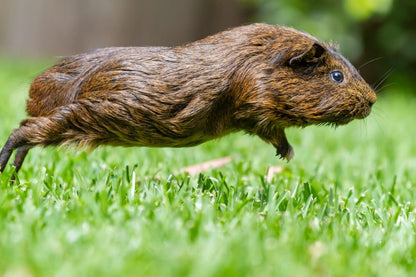 Cross Stitch | Beaver - Brown Rodent On Green Grass During Daytime - Cross Stitched