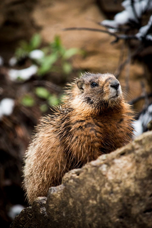 Cross Stitch | Beaver - Selective Focus Photography Of Rodent - Cross Stitched