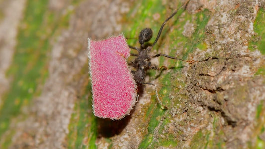 Cross Stitch | Bedbug - Black Ant On Pink Flower - Cross Stitched