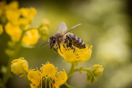 Cross Stitch | Bee - Bee Over Yellow Flower - Cross Stitched