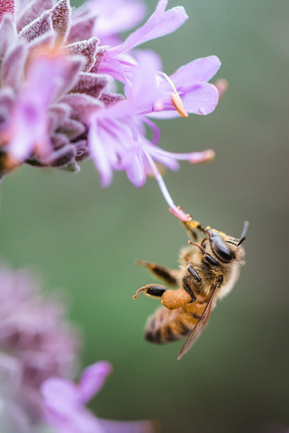 Cross Stitch | Bee - Bee Sipping On Purple Floewr - Cross Stitched