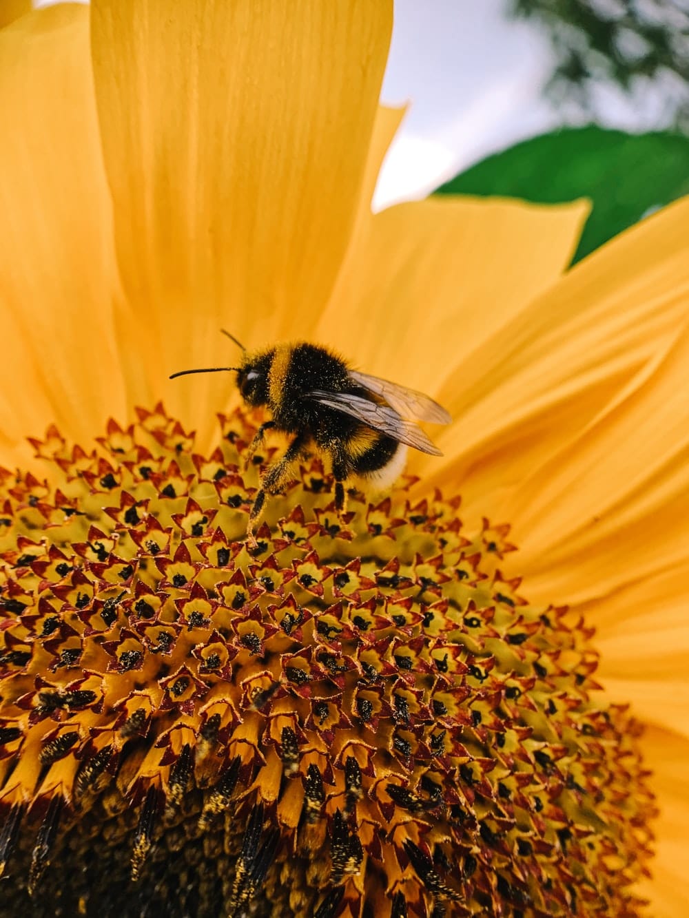 Cross Stitch | Bee - Black And Yellow Bee On Yellow Flower - Cross Stitched