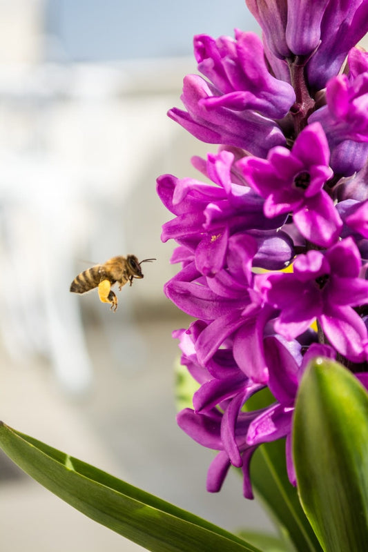 Cross Stitch | Bee - Honey Bee Hovering Purple Flowers - Cross Stitched