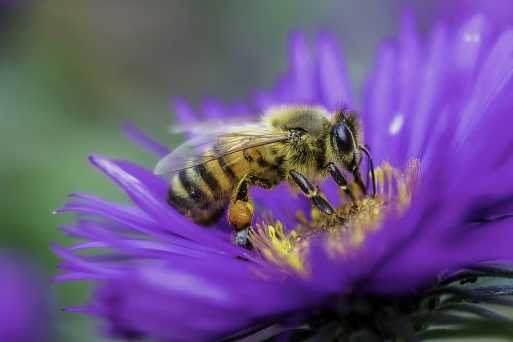Cross Stitch | Bee - Honeybee Perched On Purple Flower In Close Up Photography During Daytime - Cross Stitched